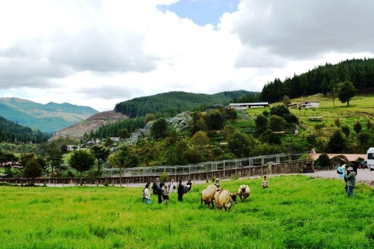 Cajamarca |Porcón and Otuzco Farm|