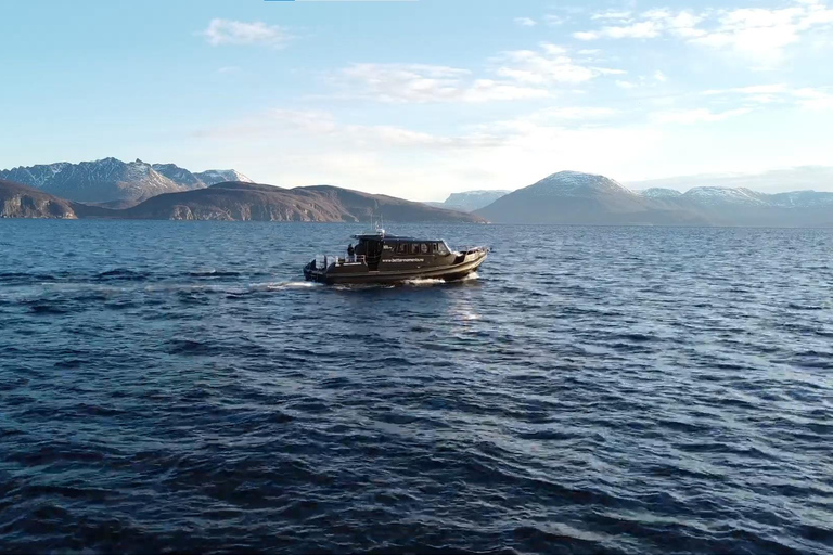 Tromsø: Orca and Whale Watching Heated Boat Trip Tromsø: Orca and Whale Watching comfort heated boat Trip
