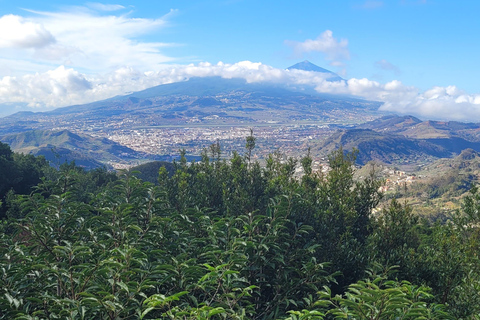 Monti Anaga di Tenerife: escursione circolare nella foresta di alloro