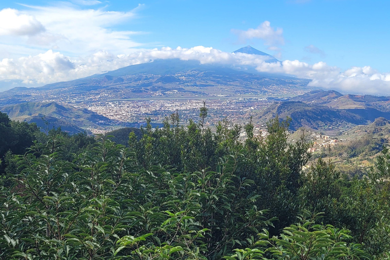 Monti Anaga di Tenerife: escursione circolare nella foresta di alloro