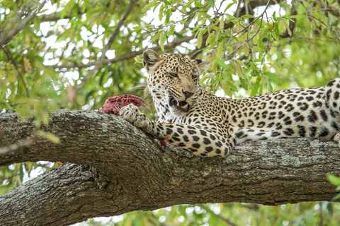 3-tägige Safari: Das Beste der Masai Mara in Kenia3-tägige Safari zu den Highlights der Masai Mara in Kenia