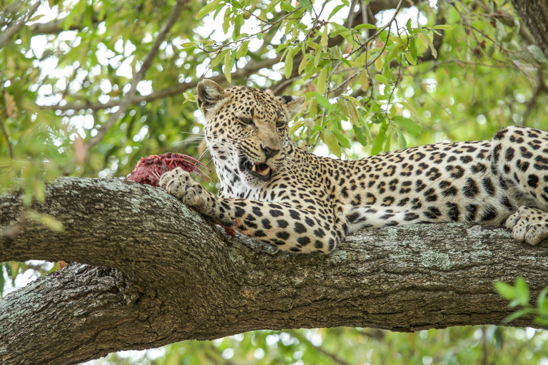 3-tägige Safari: Das Beste der Masai Mara in Kenia3-tägige Safari zu den Highlights der Masai Mara in Kenia