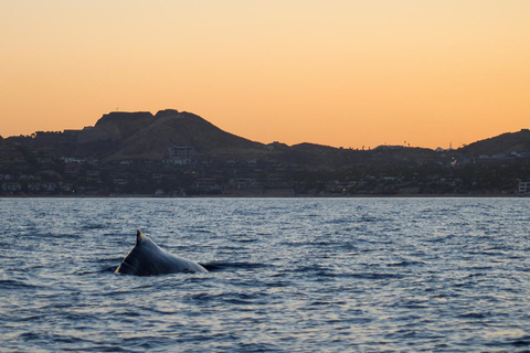 San Jose del Cabo Sunset Whale Watching