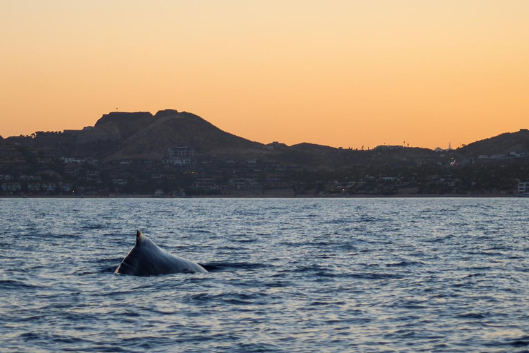 San Jose del Cabo Sunset Whale Watching