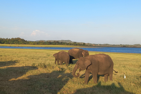 From Dambulla: Minneriya National Park wild Jeep Safari