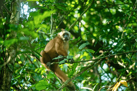 Tambopata and Chuncho Macaw Clay Lick: 4-Day