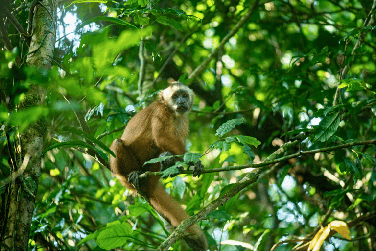 Tambopata and Chuncho Macaw Clay Lick: 4-Day