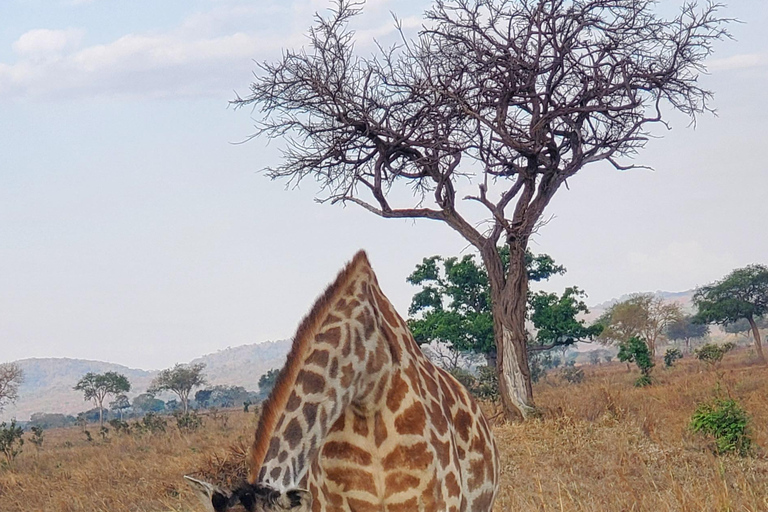 2 TAGE 1 NACHT NYERERE-NATIONALPARK AB SANSIBAR PER FLUG