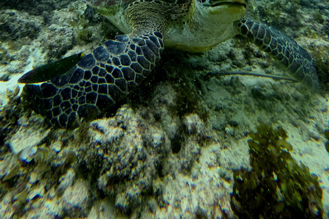 Cebu Adventure: ATV, Mantayupan Falls & Moalboal Snorkeling Cebu Adventure Delight: Falls, ATV, Sardines, Turtles, Beach