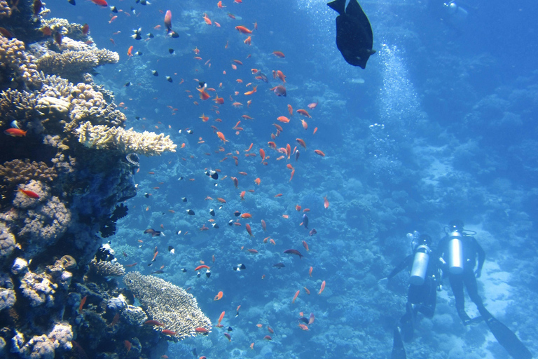 Turtle Island Double Dive with Lunch: Alanya & Side Pickup