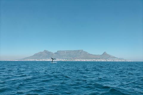 Kaapstad: safari op zee vanuit V&amp;A Waterfront