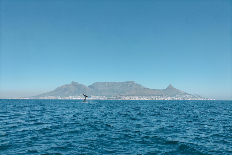 Kaapstad: safari op zee vanuit V&amp;A Waterfront