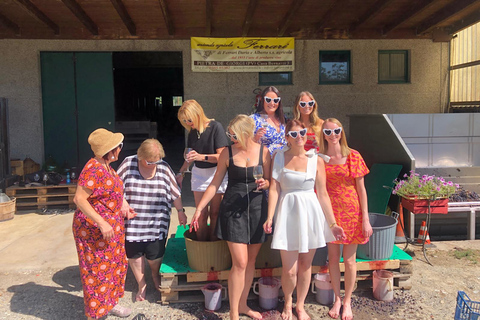 Spring Time Vineyards Milan’s Perfect Wine Tasting & Lunch