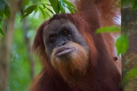 2 giorni 1 notte Orangutan Trek Bukit Lawang - Housity