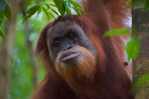 2 giorni e 1 notte di Orangutan Trek Bukit Lawang