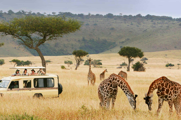 Z Zanzibaru: 2-dniowe safari w Serengeti z przelotami