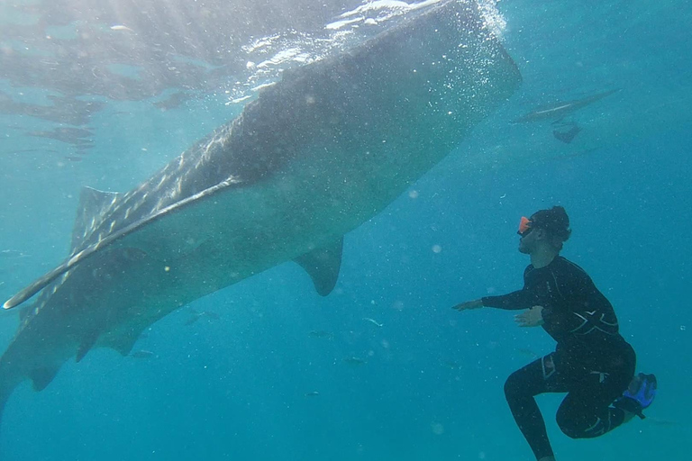 Cebu: Walvishaaien, Tumalog watervallen en snorkelen bij de Sardine Run