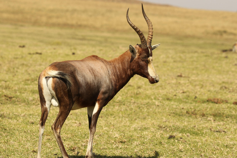 Safári de meio dia na Tala Game Reserve e em Phezulu saindo de Durban