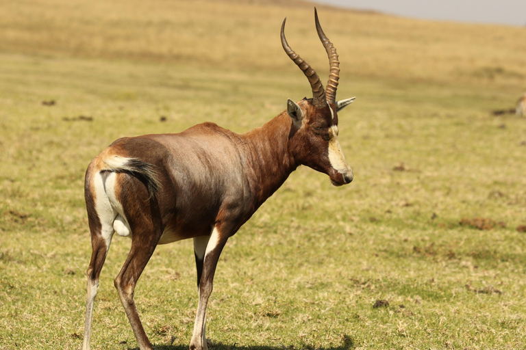 Demi-journée de safari dans la réserve de Tala et à Phezulu depuis Durban