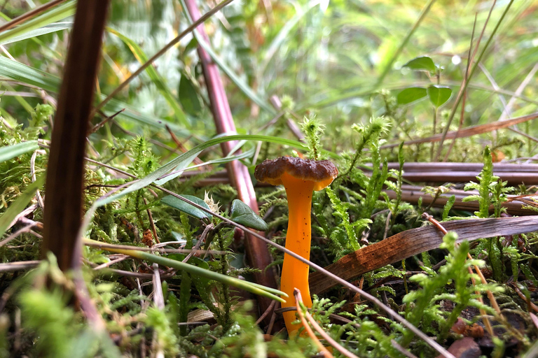 Stockholm: Dog Walk in Nature Reserve with Swedish Fika