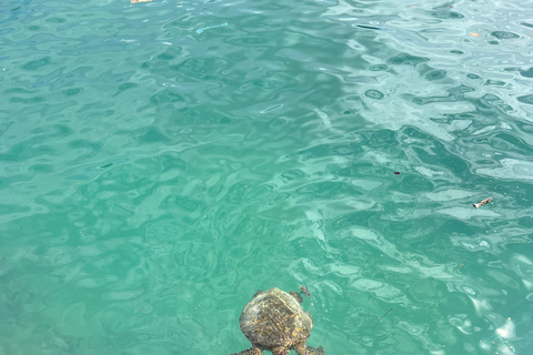 Galapagos: Exclusive 7-Day Tour – Santa Cruz, Isabela, and Santa Fe with Snorkeling Galapagos: Exclusive 7-Day Tour of Santa Cruz, Isabela, and Santa Fe with Snorkeling