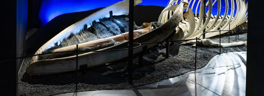 Húsavík : billet d'entrée au musée de la baleine