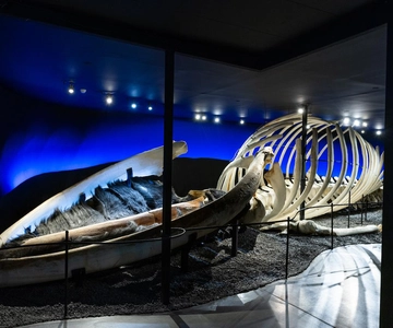 Húsavík: Biglietto d'ingresso al Museo delle Balene