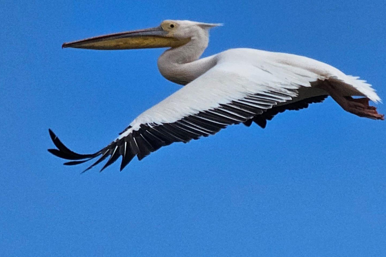 Tulcea: Danube Delta Tour, Mila 23, Letea & Sulina Beach
