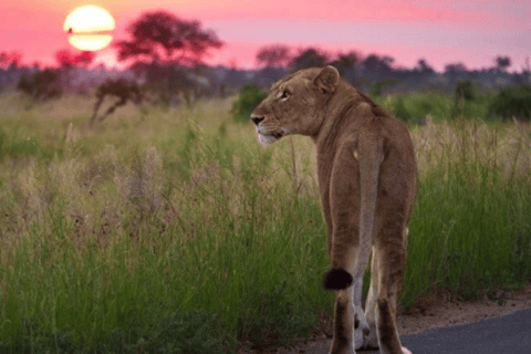 2-Day Luxury Kruger Safari from Johannesburg
