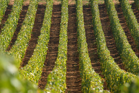 From: Dijon/Beaune: Burgundy Region Winery Tour with Lunch From Dijon