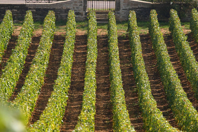From: Dijon/Beaune: Burgundy Region Winery Tour with Lunch From Dijon