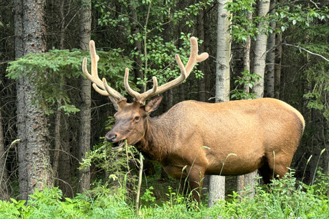 Von Banff aus: Shuttle-Service nach Lake Louise und Moraine Lake.