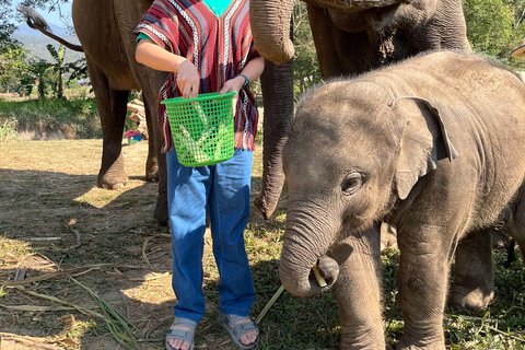 Chiang Mai: One Day Eco-Trek, Elephant care & Bamboo Rafting