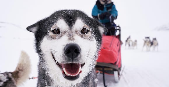 Kiruna: Dogsledding Husky tour with Lunch