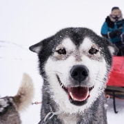 Kiruna : Randonnée en traîneau à chiens Husky avec déjeuner