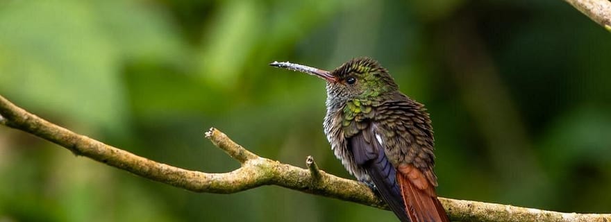 Monteverde : excursion d'observation des oiseaux à l'aube à Curi-Cancha