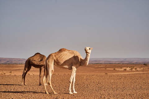 From Djerba: Desert, Ksar Ghilane, Matmata & Toujane by 4x4