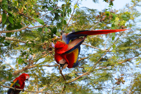 Carara nationalpark: Bästa turen Carara nationalpark-en dag