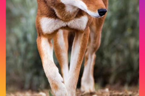 Addis Abeba: 8-tägige Tour zu den Bale Mountains und dem Maze Park mit Wildtieren