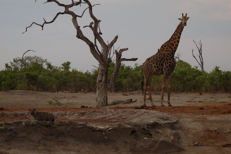 Salt Pans & Delta: Tour with game drives, mokoro & boat trip