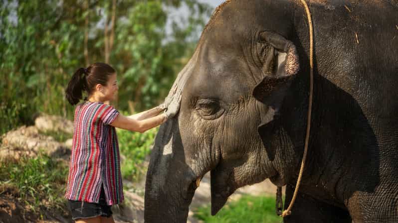 Pattaya: Elephant Jungle Sanctuary Half-Day Tour with Meal