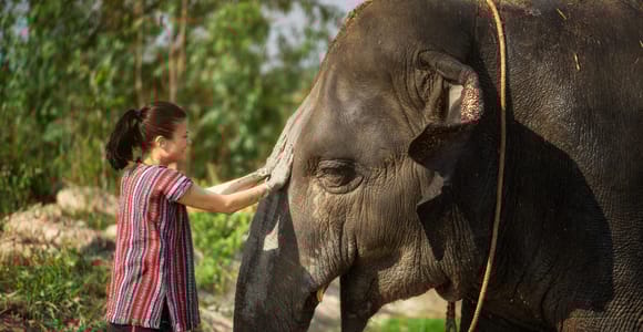 Pattaya: Elefanten-Dschungel-Schutzgebiet Halbtagestour mit Mahlzeit