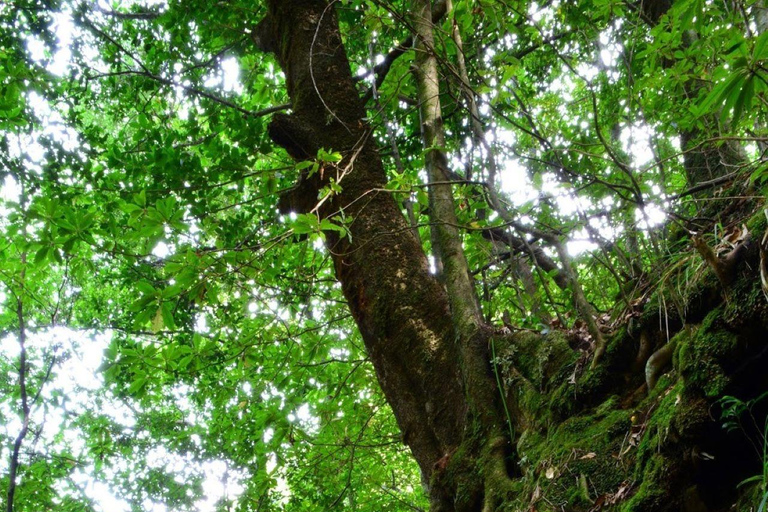 Madera: piesza wycieczka po Levadzie do Rei/Ribeiro BonitoMadera: wycieczka piesza - Levada do Rei/Ribeiro Bonito