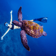Brunswick Heads: Snorkelling in Byron Bay