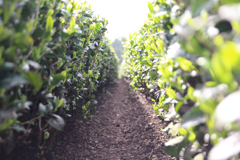 From Nagoya: Matcha, Confections, and Nishio Traditions Tour