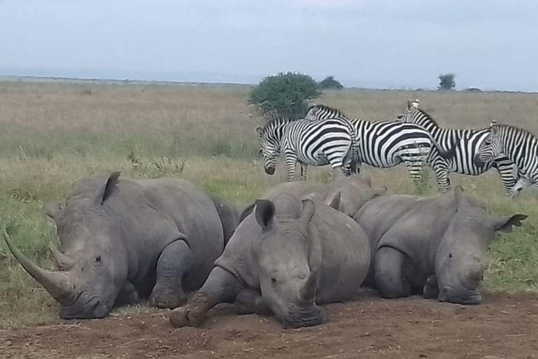 Mt Kenya: Half-day hiking and wildlife viewing