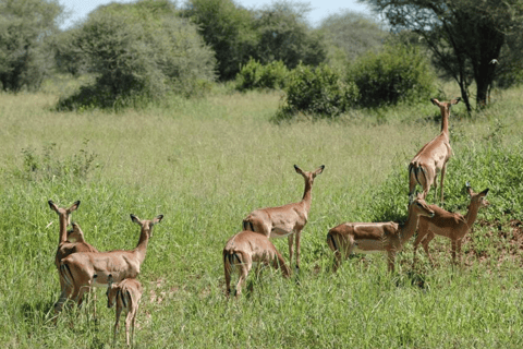 Arusha : expérience culturelle et safari masaï de 5 joursArusha : expérience culturelle masaï et safari de 5 jours