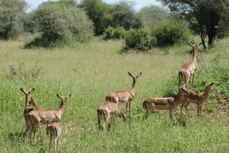 Arusha : expérience culturelle et safari masaï de 5 joursArusha : expérience culturelle masaï et safari de 5 jours