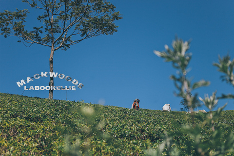 Excursion d&#039;une journée à Ella : avec randonnée au Petit Pic d&#039;Adam depuis Colombo