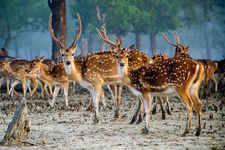 Kolkata: Private Tour und Safari durch den Mangrovenwald von Sundarban